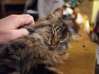 Hermes DS couch C201210.JPG